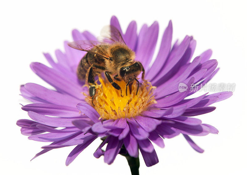 拉丁语Apis Mellifera中的蜜蜂或蜜蜂的详细资料